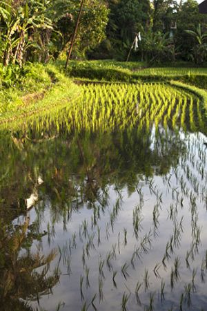 Rice Fields of  Ubud  